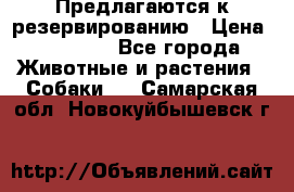 Предлагаются к резервированию › Цена ­ 16 000 - Все города Животные и растения » Собаки   . Самарская обл.,Новокуйбышевск г.